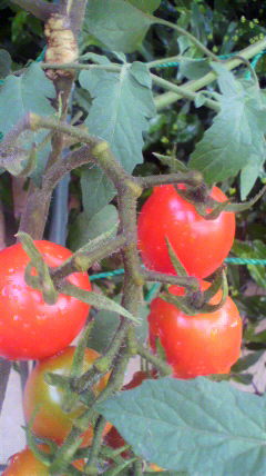 2011072407210000.jpg